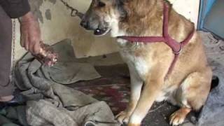 Dog fighting makes a comeback in Afghanistan [upl. by Tallia]