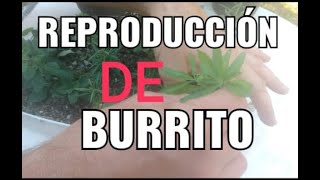 Cultivo de burrito  aloysia polystachya [upl. by Mueller]