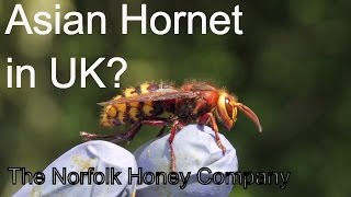 Beekeeping Basics  Asian Hornet in the UK  Confirmed by NBU 20092016  The Norfolk Honey Co [upl. by Wayland]