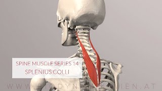 Spine Series 14 Neck Muscles Splenius Colli 3D Animation [upl. by Igiul]