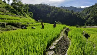 Village life in NagalandFarmers at Paddy fieldNaga lifestyle [upl. by Gerger109]