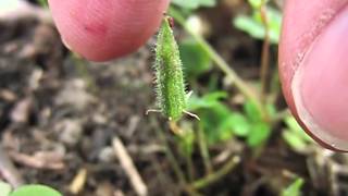 Yellow Woodsorrel Oxalis Stricta Seeds Exploding in Slow Motion [upl. by Celina]