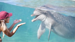 Dolphin Encounter Full interaction  SeaWorld San Diego  August 25 2023 [upl. by Nonah]