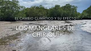 El Cambio Climático y su efecto en los Manglares de Chiriquí [upl. by Reinhard457]