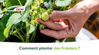 POTAGER  Comment planter des fraisiers [upl. by Melisse]