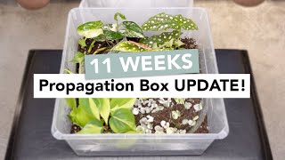 Transplanting Cuttings from Propagation Box [upl. by Thayne474]