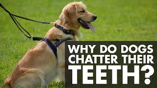 Why Do Dogs Chatter Their Teeth [upl. by Mccall]