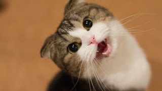 Grappige Katten En Kittens Miauwen Compilatie HD [upl. by Agripina]