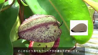 絶滅危惧種を親に持つ〔食虫植物〕クリペアタ×ベントリコサ（Nepenthes clipeata × ventricosa）ウツボカズラ ネペンテス交配種 [upl. by Catie]