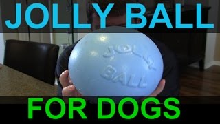 Jolly Ball  Practically Indestructible Dog Toy for Fetch and Chase  Product Review [upl. by Ecinaej]