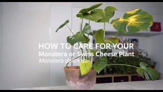 How to care for your Monstera or Swiss Cheese Plant  Grow at Home  Royal Horticultural Society [upl. by Eltotsira133]