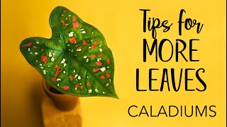 Caladiums Tips for more leaves [upl. by Germano]