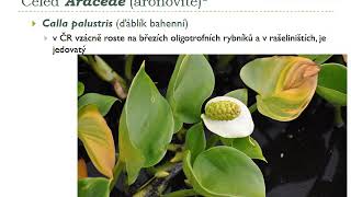 14 Magnoliopsida Monocots19 SBOTax spojeno doplneno [upl. by Davin]