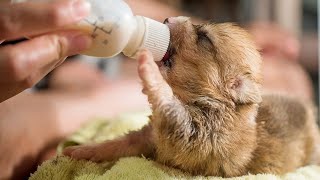 How To Make Puppy Milk Homemade [upl. by Zelten]