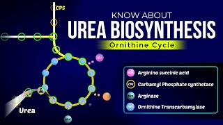 Urea Biosynthesis  Ornithine Cycle  Ureotelism [upl. by Icak]