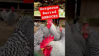 Gorgeous barred Amrock roosters and hens chickens amrocks hühner farming chickenfarm rooster [upl. by Adalbert99]