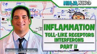 Immunology  Inflammation Toll Like Receptors and Interferons Part 4 [upl. by Tawnya729]