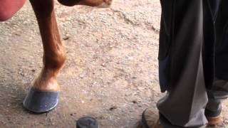 Farrier Clinching Process with Mike Chance APF CJF [upl. by Llegna]