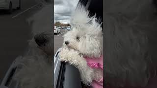 The Cutest Passenger Princess My Puppy🐶 Dog BichonFrise CuteDog Princess PassengerPrincess [upl. by Negiam]