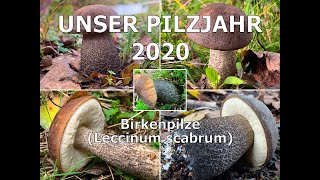 Unser Pilzjahr 2020  Birkenpilz Graugrüner Birkenpilz Birkenraufuß Langfuß Leccinum scabrum [upl. by Llertal]