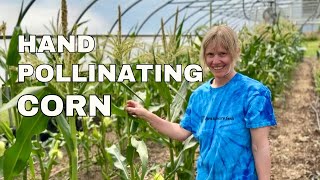 Hand Pollinating Corn [upl. by Teraj]