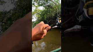 tarikan keras ikan kelabau [upl. by Sices603]