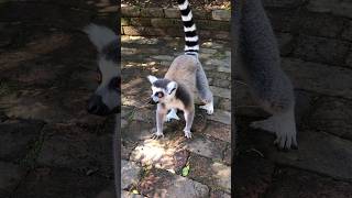 Interesting Animals of Madagascar Lemurs and Fossa [upl. by Yanaj250]