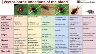 What Is Typhus Symptoms Spread and Suppression [upl. by Aidyl]