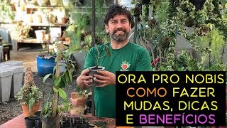 Ora Pro Nobis Como Fazer Mudas Dicas e Benefícios [upl. by Ellennaj]