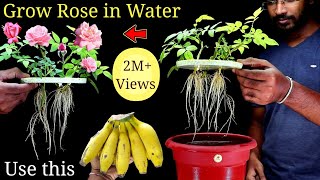 How to Grow Rose Plant at home Without Soil from cuttings [upl. by Bonneau792]