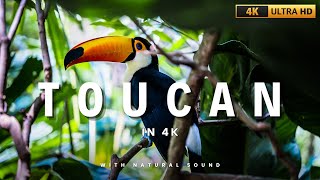 Tropical Toucan Serenity  Calming Forest Ambience in 4K birds colorfulbirds4k thehowtoacademy [upl. by Clarise]