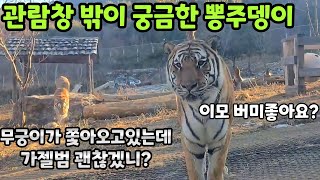 4K프루스텐 한번 잘못했다가 쫓기는 신세가 된 태범이무궁이의 사냥본능 드릉드릉  백두대간수목원  한국호랑이  호랑이숲 [upl. by Gerhardine]