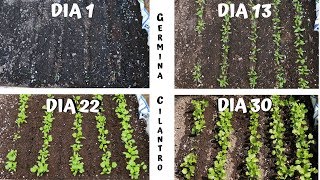 GERMINAR Y CULTIVAR CILANTRO EN CASA [upl. by Pleione]