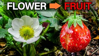 Strawberry Flower to Fruit Timelapse Aphids Issue [upl. by Mariana]