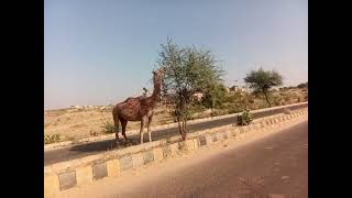 The Camel eat it green tree by Road  Road Camel on the way road [upl. by Natanoj]