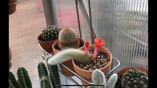 Update on propagated monkey tail cactus 71420019 [upl. by Serafine949]