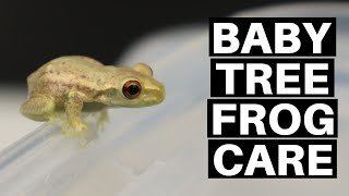 Baby Tree Frog Care Guide And Setup  Benjamins Exotics [upl. by Goodhen]