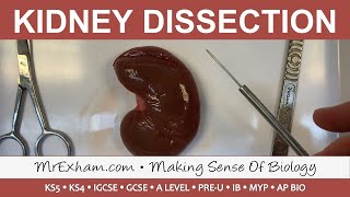 Kidney Dissection  GCSE A Level IB [upl. by Gervais]