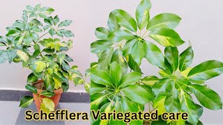 How to care SCHEFFLERA Umbrella Plant houseplants schefflera umbrellaplant ornamentalplants [upl. by Felten]