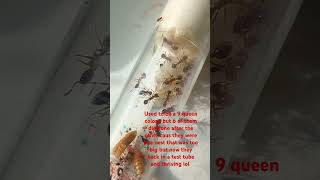 3 queen Myrmica rubra colony doing well was originally a 9 queen colony [upl. by Engracia]