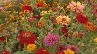 Growing Zinnias  At Home With P Allen Smith [upl. by Veronica]