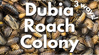 How to Set Up a Dubia Roach Colony  self cleaning dubia roach colony 3 ways [upl. by Ecirehc]