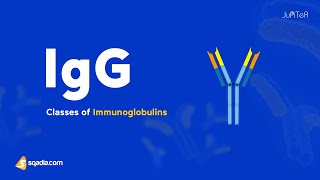 Classes of Immunoglobulins Antibodies  Immunoglobulin G IgG [upl. by Kavanagh]