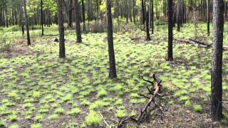 How Fire Can Restore a Forest A TimeLapse Tree View [upl. by Bonucci]