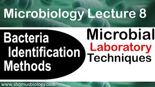 Microbiology lecture 8  bacterial identification methods in the microbiology laboratory [upl. by Flin]