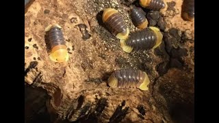 13 Cubaris sp rubber ducky and TIPS FOR SUCCESSFUL CULTURE for ducky isopods [upl. by Llekram734]