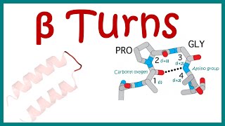 Beta turn  secondary structure of protein [upl. by Strickland]