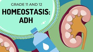 ADH  HOMEOSTASIS  Easy to Understand [upl. by Archambault]