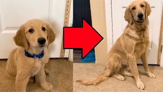 Golden Retriever Puppy to Full Grown Timelapse [upl. by Sisely]