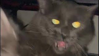 Demonic Cat Attacks Me [upl. by Salina]